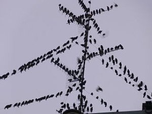 Starlings congregating on some powerlines in France.