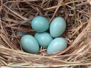 Typical clutch of 5 starling eggs