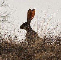 Air Rifle Hunting